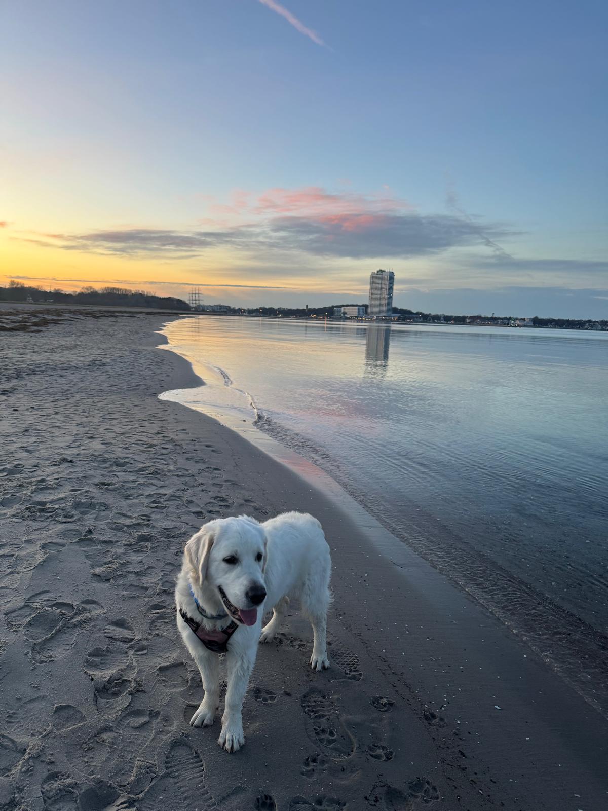 Golden Retriever am Travemünder Strand im Sonnenuntergang