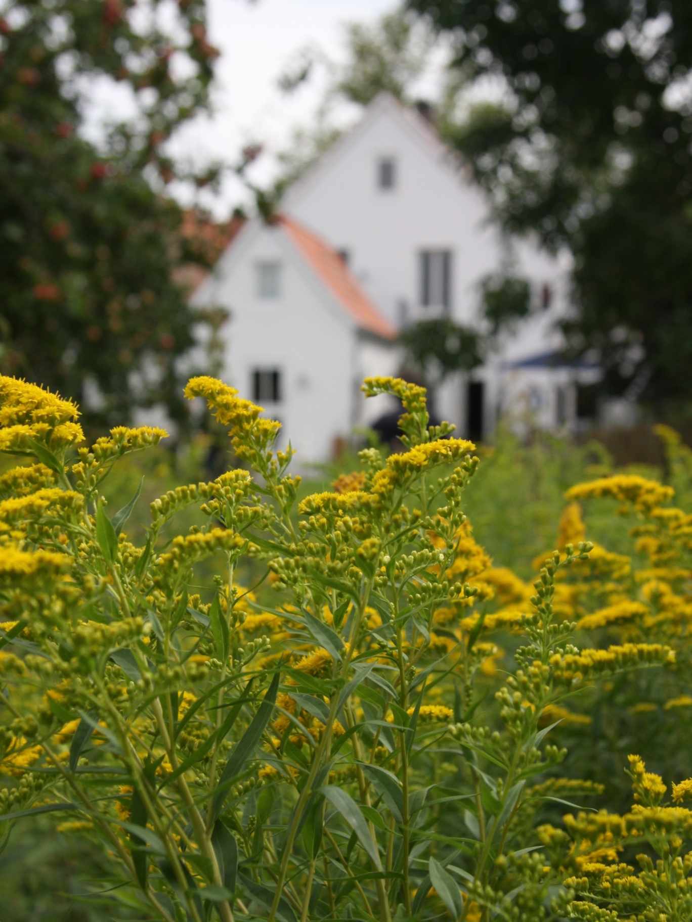 Goldrute im Garten mit Blick auf das weiße Hotelgebäude