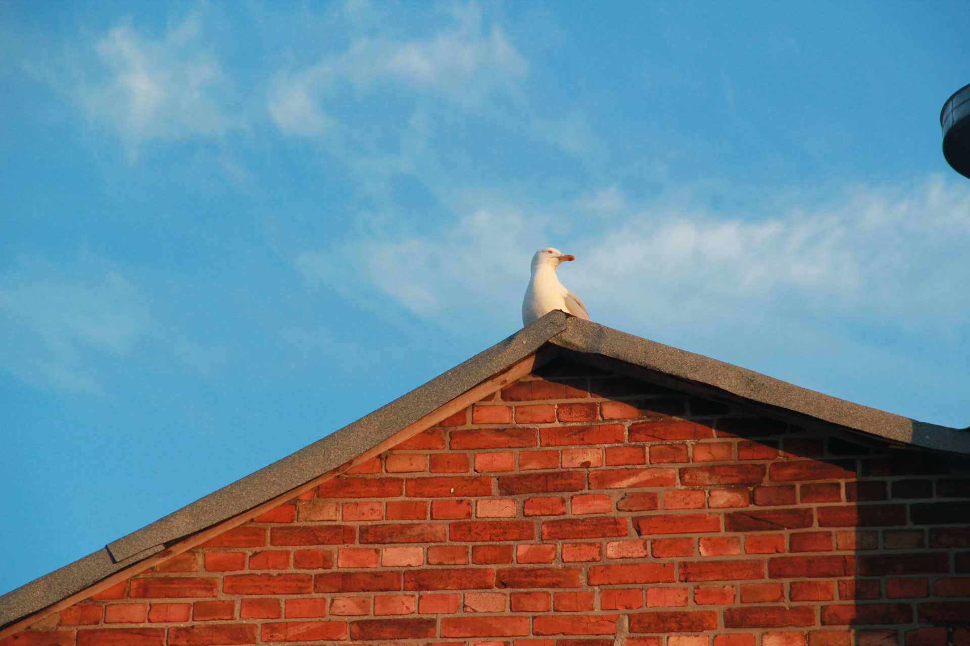 Hotel Lili Marleen mit Möwe